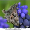 carcharodus alceae male in a rest pose 1